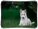 Niebieskooki, Szczeniak, Siberian husky, Zielona, Trawa