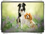 Dwa, Psy, Border collie, Cavalier king charles spaniel