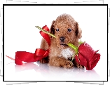 Mały, Pies, Szczeniak, Róża, Czerwona