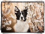 Pies, Border collie, Gałązki, Drzewo owocowe