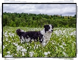 Pies, Bordier collie, Łąka, Trawa, Rośliny, Drzewa