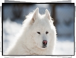 Samojed, Pies, Puszysty, Biały