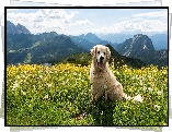 Pies, Golden retriever, Łąka, Kwiaty, Dmuchawce, Góry