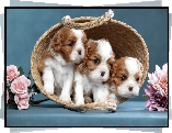 Psy, Trzy, Szczenięta, Koszyk, Cavalier king charles spaniel, Kwiaty, Róże, Chryzantemy