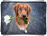 Rudy, Pies, Róża