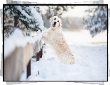 Pies, Golden retriever, Zima, Śnieg, Płot