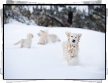Pies, Golden retriever, Zabawa, Zima, Śnieg