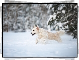 Zima, Golden retriever, Śnieg