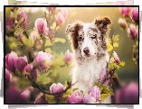 Pies, Border collie, Magnolie