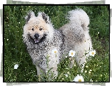 Pies, Łąka, Kwiaty, Szpic eurasier