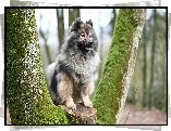 Pies, Szpic eurasier, Drzewo