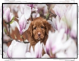 Pies, Szczeniak, Brązowy, Kwiaty, Magnolie