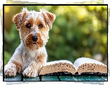 Pies, Yorkshire terrier, Książka
