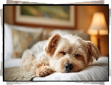 Pies, Śpiący, Yorkshire terrier