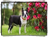 Pies, Boston terrier, Obroża, Rododendron