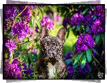 Pies, Buldog francuski, Kwiaty, Rododendron