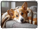 Pies, Welsh corgi pembroke, Głowa, Koc, Grafika AI