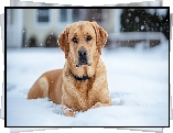 Leżący, Pies, Labrador retriever, Śnieg