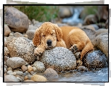 Szczeniak, Śpiący, Pies, Kamienie, Woda