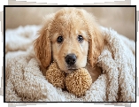 Pies, Szczeniak, Golden retriever, Spojrzenie, Pled