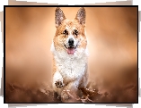 Pies, Welsh corgi pembroke, Uniesiona, Łapka