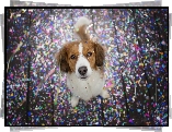Pies, Płochacz holenderski, Kooikerhondje, Konfetti