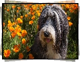 Pies, Bearded collie, Pomarańczowe, Kwiaty, Pozłotki, Maczki kalifornijskie