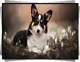 Pies, Welsh corgi cardigan, Przebiśniegi