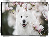 Biały, Pies, Uśmiech, Samojed, Kwiaty, Magnolia