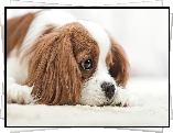 Mały, Pies, Cavalier king charles spaniel