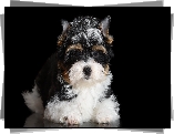 Szczeniak, Czarno-biały, Yorkshire terrier