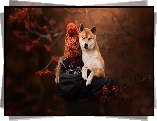 Pies, Shiba inu, Dziewczynka, Czapka
