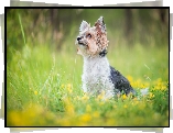Pies, Yorkshire terrier, Łąka, Kwiaty, Trawa