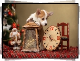 Pies, Welsh corgi pembroke, Mikołaj, Lampion, Zegar
