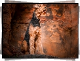 Siedzący, Pies, Airedale terrier