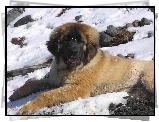 Młody, Leonberger