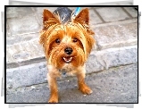 mordka, Yorkshire Terrier