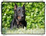 Głowa, Owczarka francuskiego Beaucerona