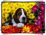 Basset Hound, kwiatki