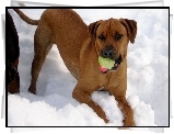 Rhodesian ridgeback, śnieg, piłka