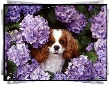 King Charles Spaniel, fioletowe, kwiatki