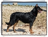 Owczarek francuski Beauceron, kamienie