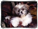 słodki, Shih Tzu