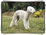 Bedlington Terrier