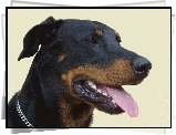 Głowa, Owczarka francuskiego Beaucerona