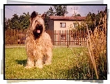 Owczarek francuski Briard