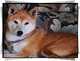 śliczny, Shiba inu, obroża