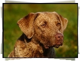 Pysk, Chesapeake Bay retrievera