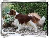 Springer spaniel walijski, kaktus