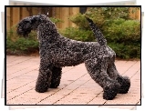 Kerry blue terrier